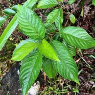 Mussaenda landia.lingue en arbre.quinquina pays.( feuillage ) rubiaceae.endémique Réunion Maurice..jpeg