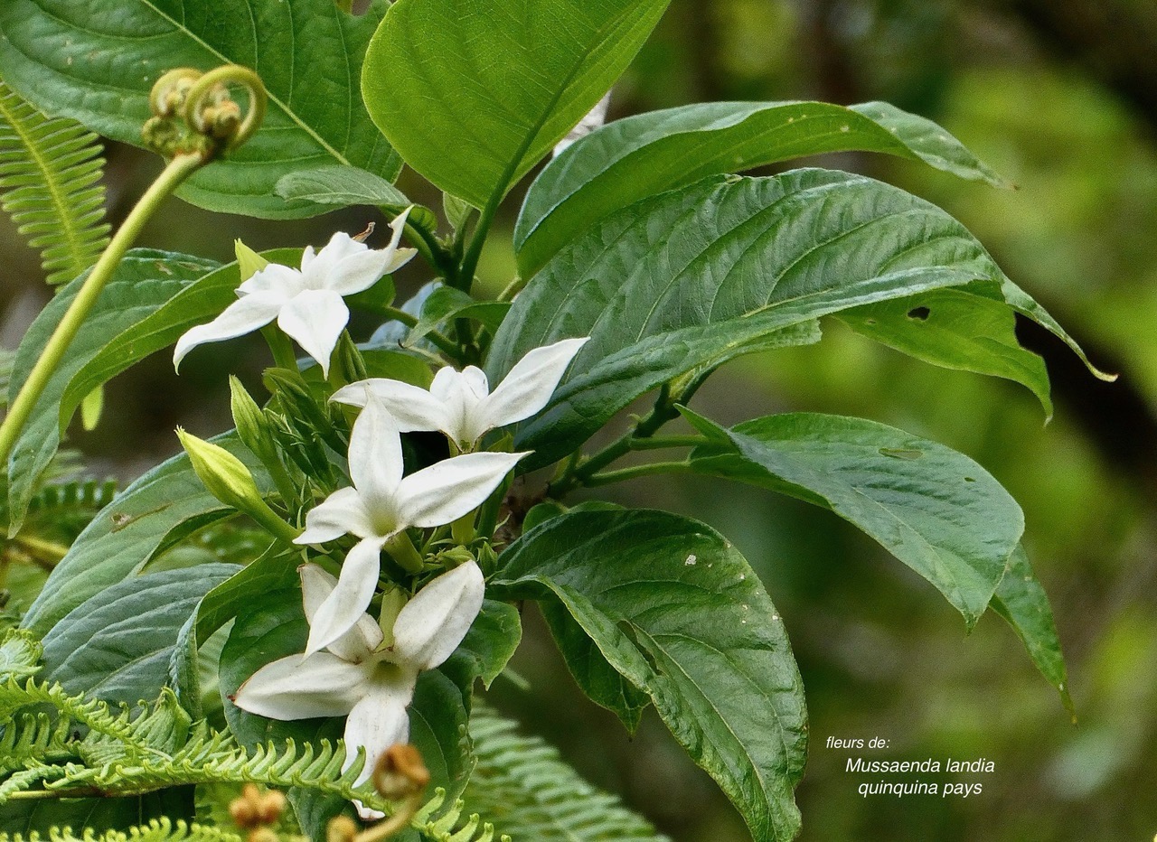 Mussaenda landia.lingue en arbre.quinquina pays.rubiaceae.endémique Réunion Maurice..jpeg