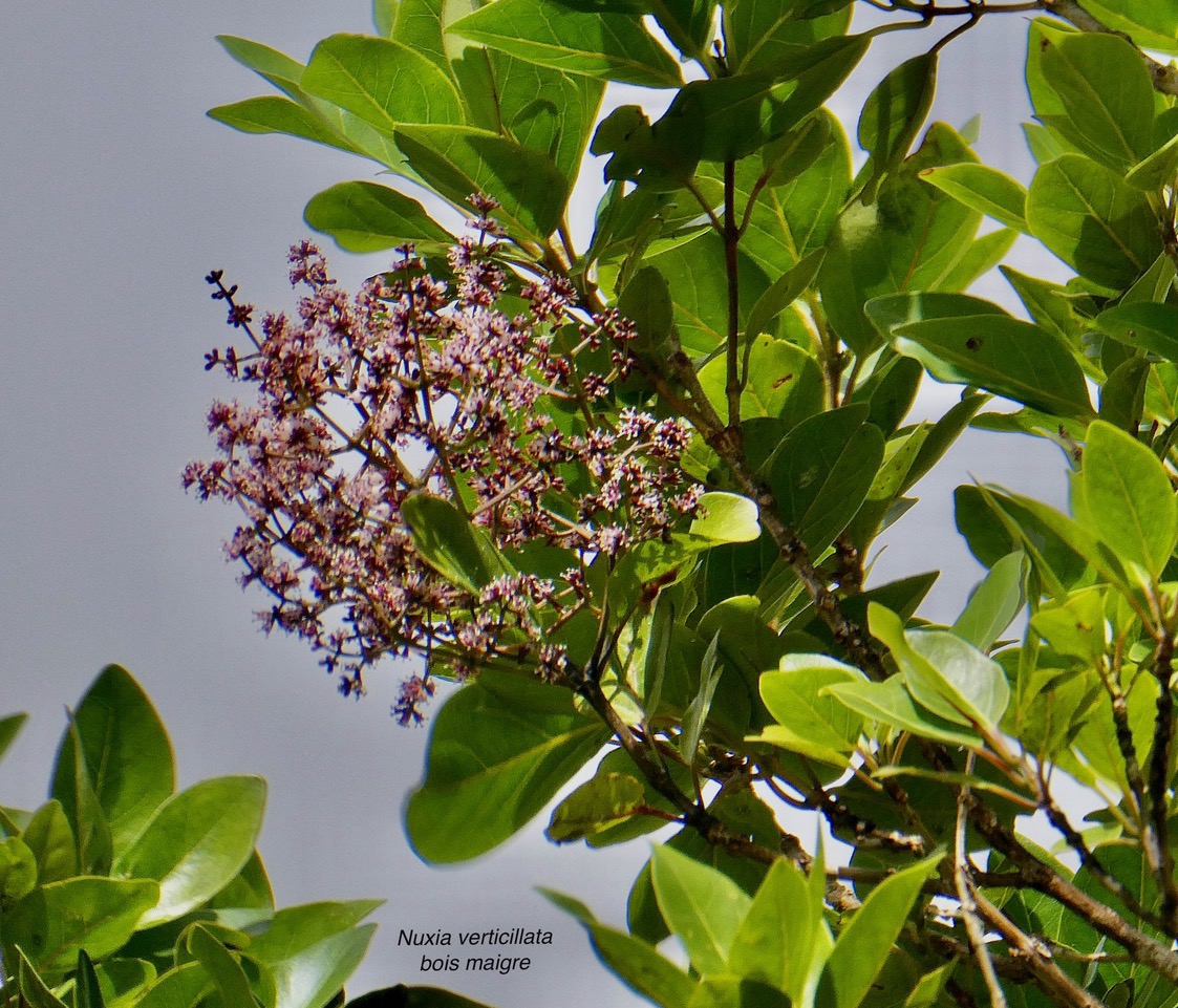 Nuxia verticillata.bois maigre.stilbaceae.endémique Réunion Maurice..jpeg