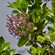 Nuxia verticillata.bois maigre.stilbaceae.endémique Réunion Maurice..jpeg