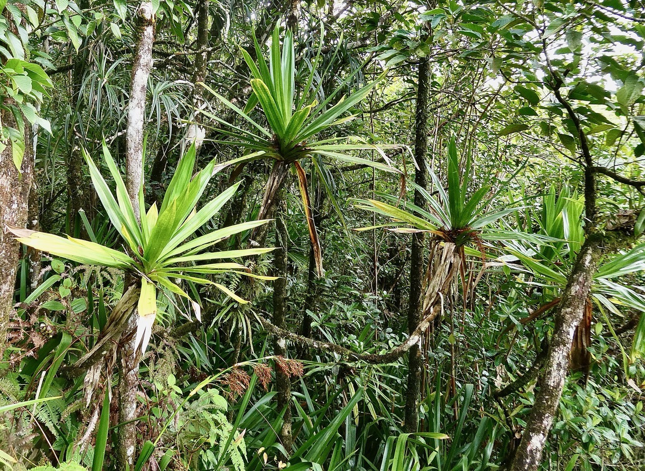 Pandanus purpuraescens vacoi des hauts.pandanaceae.endémique Réunion..jpeg