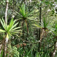 Pandanus purpuraescens vacoi des hauts.pandanaceae.endémique Réunion..jpeg