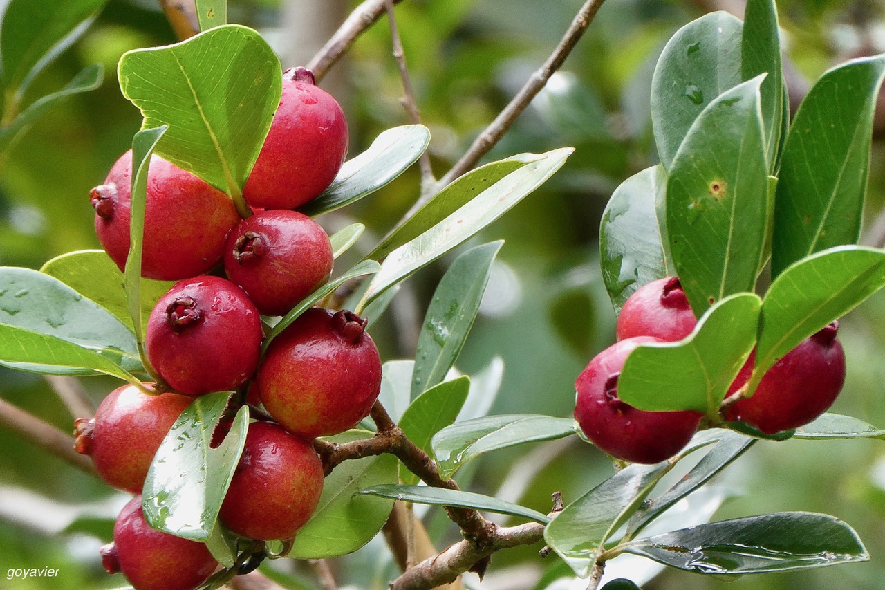 Psidium cattleyanum.goyavier.myrtaceae.amphinaturalisé..jpeg