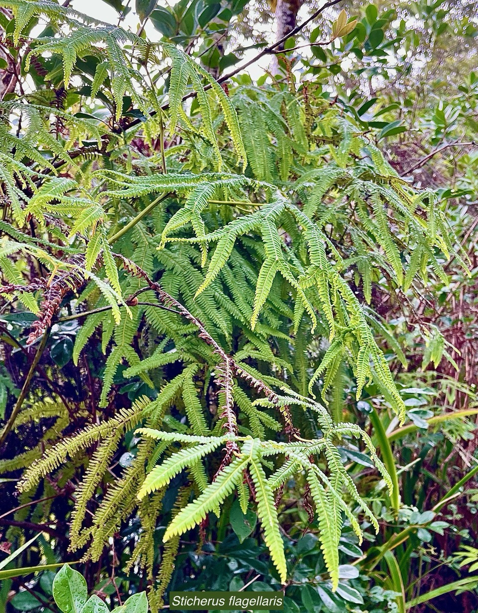 Sticherus flagellaris .gleichenaceae.endémique Madagascar Seychelles Mascareignes. (1).jpeg