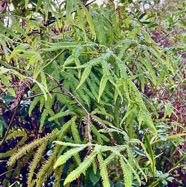 Sticherus flagellaris .gleichenaceae.endémique Madagascar Seychelles Mascareignes. (1).jpeg