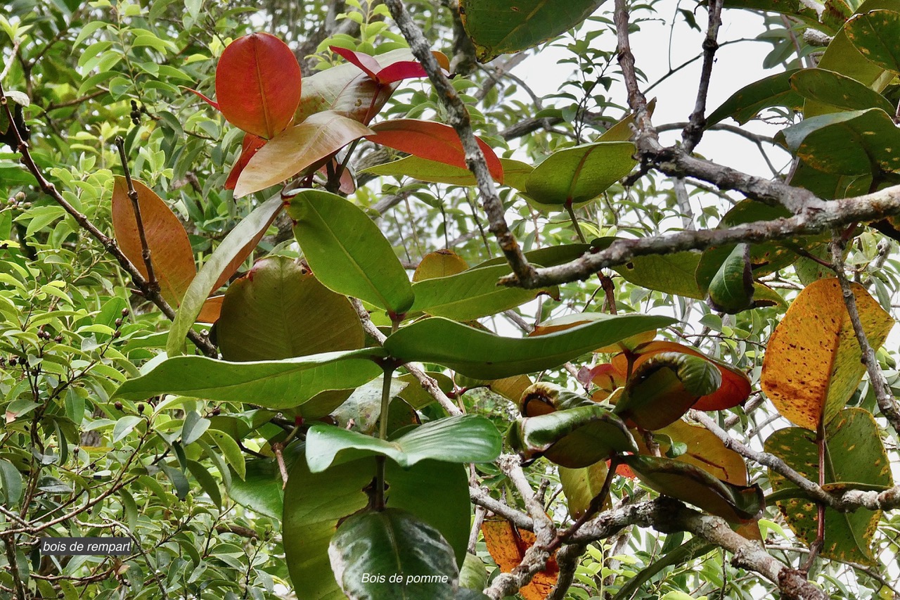 Syzygium cordemoyi Bosser et Cadet.bois de pomme.( au premier plan )myrtaceae.endémique Réunion..jpeg