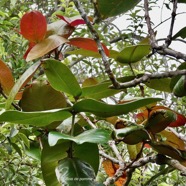 Syzygium cordemoyi Bosser et Cadet.bois de pomme.( au premier plan )myrtaceae.endémique Réunion..jpeg