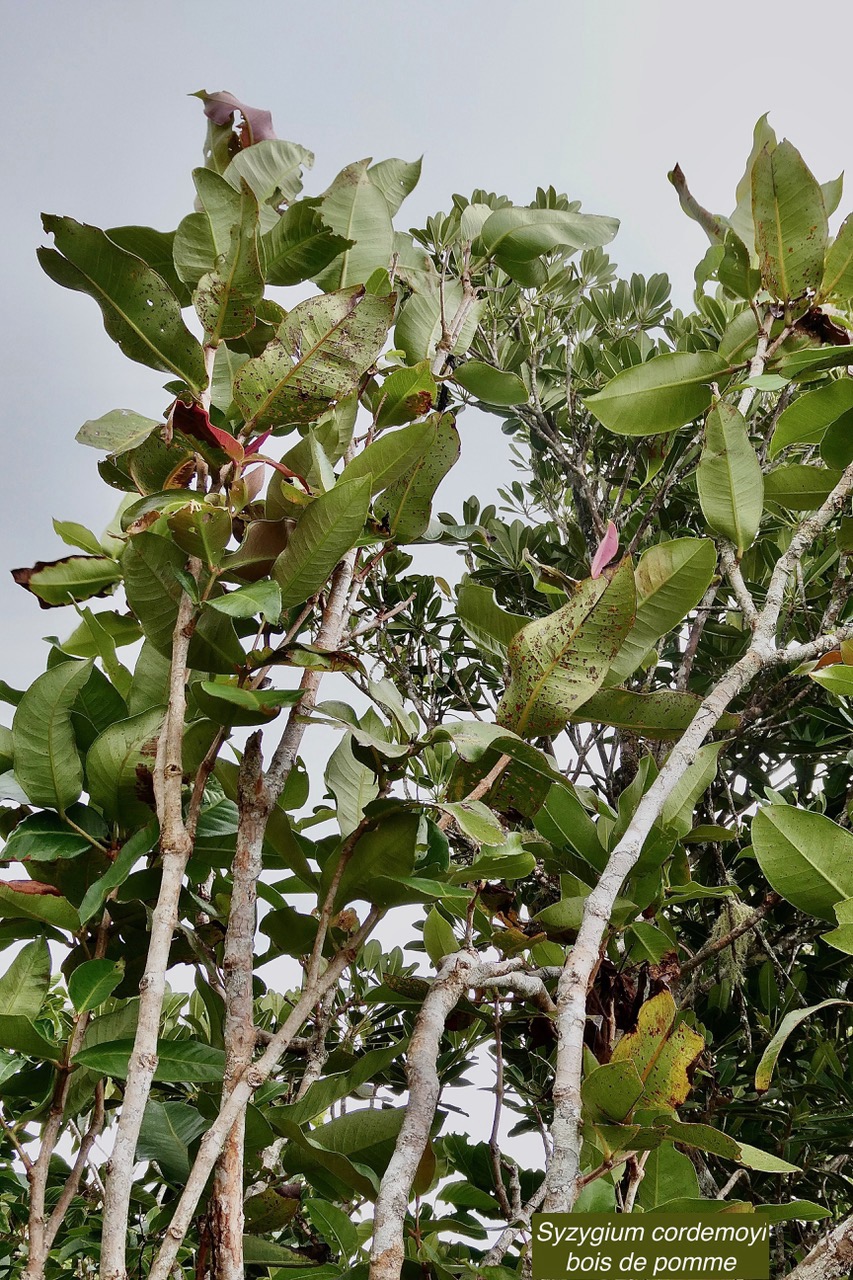 Syzygium cordemoyi Bosser et Cadet.bois de pomme.myrtaceae.endémique Réunion. au premier plan devant un petit natte.jpeg