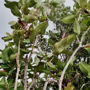 Syzygium cordemoyi Bosser et Cadet.bois de pomme.myrtaceae.endémique Réunion. au premier plan devant un petit natte.jpeg