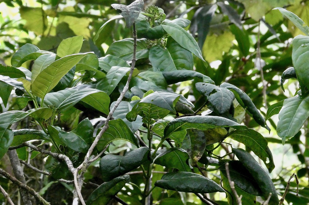 Tabernaemontana mauritiana Lam.bois de lait.apocynaceae.endémique Réunion Maurice..jpeg