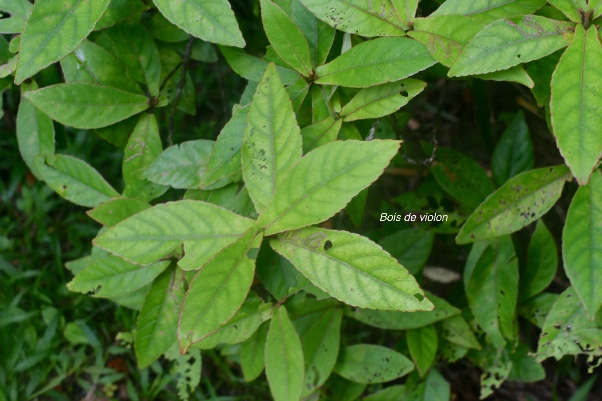 Acalypha integrifolia  Bois de violon Eup horbiaceae Indigène La Réunion 1773.jpeg