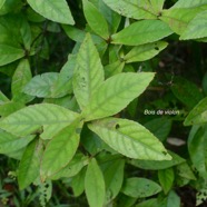 Acalypha integrifolia  Bois de violon Eup horbiaceae Indigène La Réunion 1773.jpeg