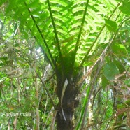 Alsophila borbonica Fanjan ma?le Cyath eaceae Indigène La Réunion 1790.jpeg