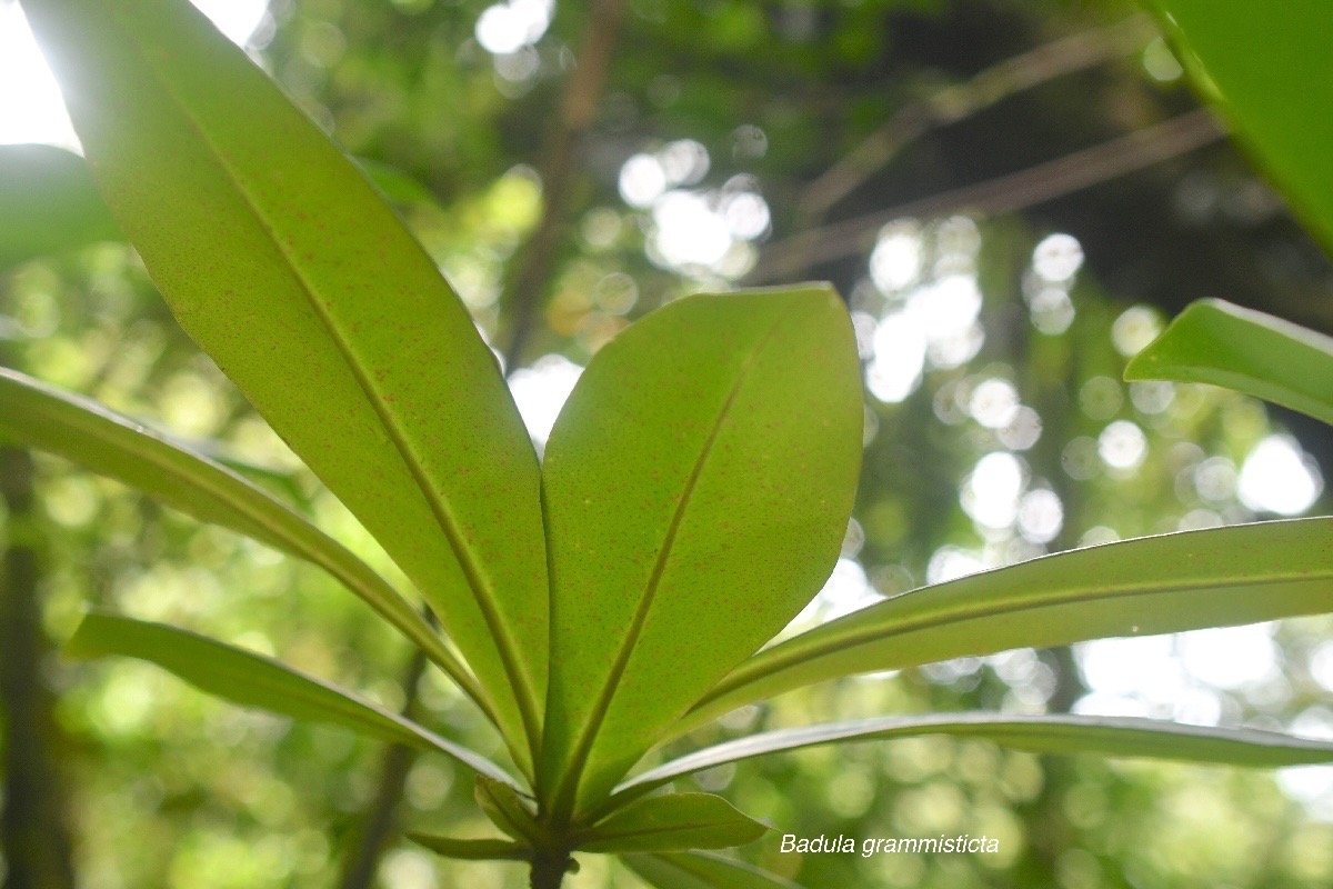 Badula  grammisticta Bois de savon Prim ulaceae Endémique La Réunion 1796.jpeg