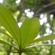 Badula  grammisticta Bois de savon Prim ulaceae Endémique La Réunion 1796.jpeg