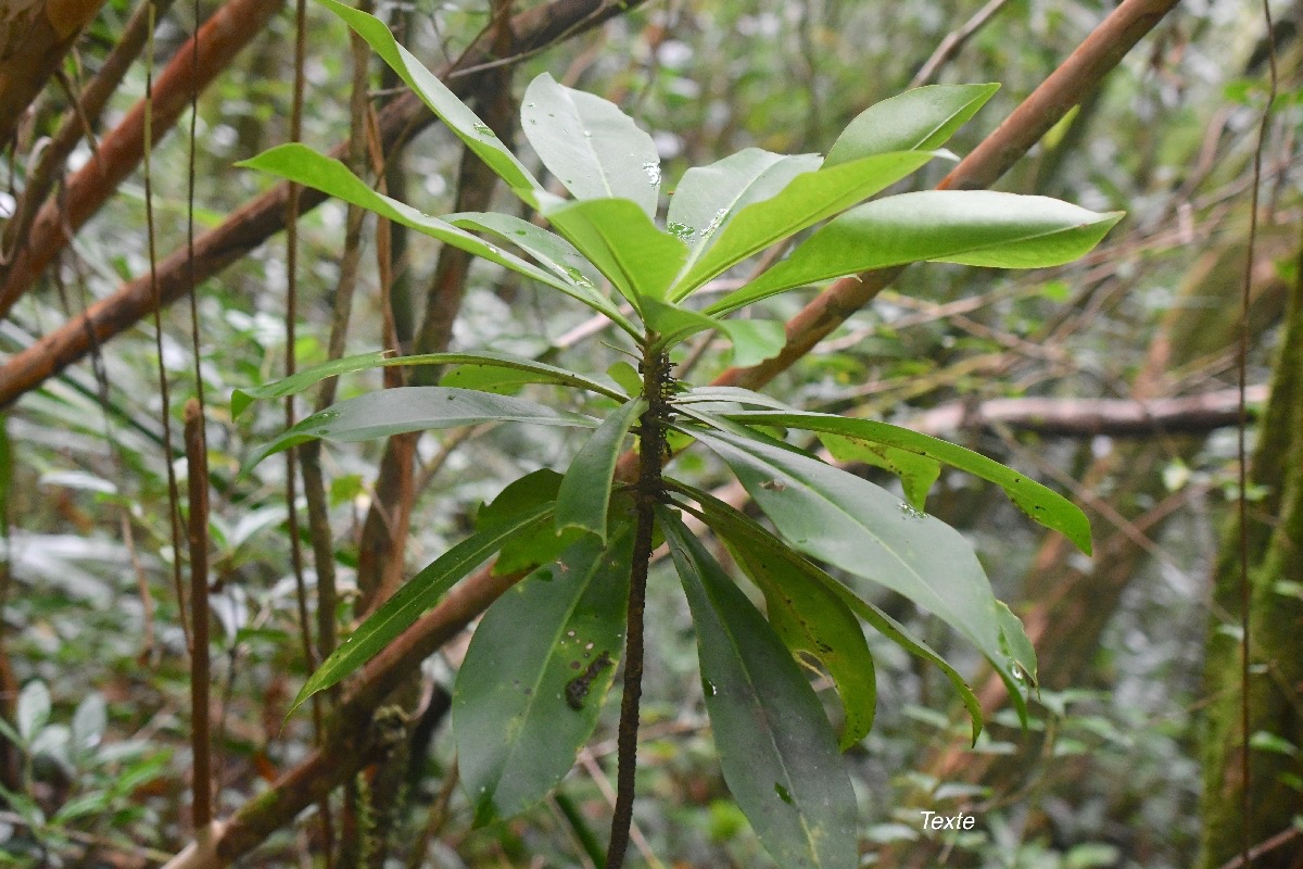 Badula borbonica Bois de savon Primul aceae Endémique La Réunion 1798.jpeg