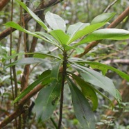 Badula borbonica Bois de savon Primul aceae Endémique La Réunion 1798.jpeg