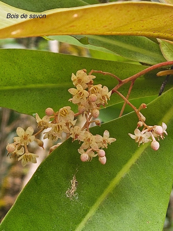 Badula grammisticta  Bois de savon Pri mulaceae Endémique La Réunion 39.jpeg