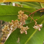 Badula grammisticta  Bois de savon Pri mulaceae Endémique La Réunion 39.jpeg