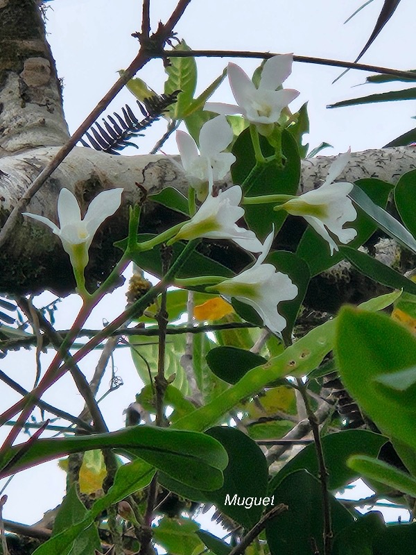 Beclardia macrostachya Muguet  Orchid aceae indigène La Réunion  340.jpeg