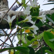 Beclardia macrostachya Muguet  Orchid aceae indigène La Réunion  340.jpeg