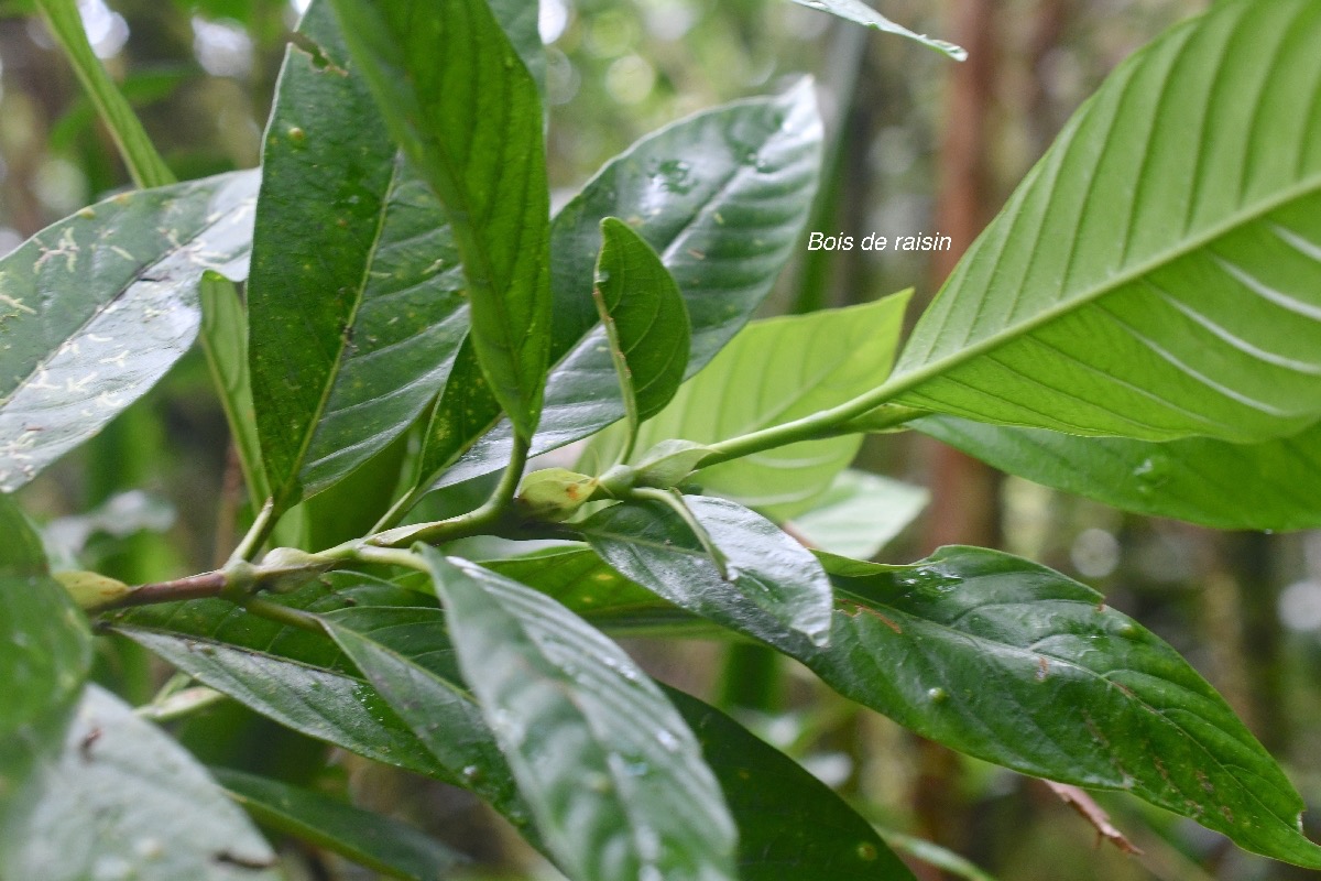 Bertiera borbonica Bois de raisin Rubi aceae Endémique La Réunion 1779.jpeg