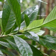 Bertiera borbonica Bois de raisin Rubi aceae Endémique La Réunion 1779.jpeg