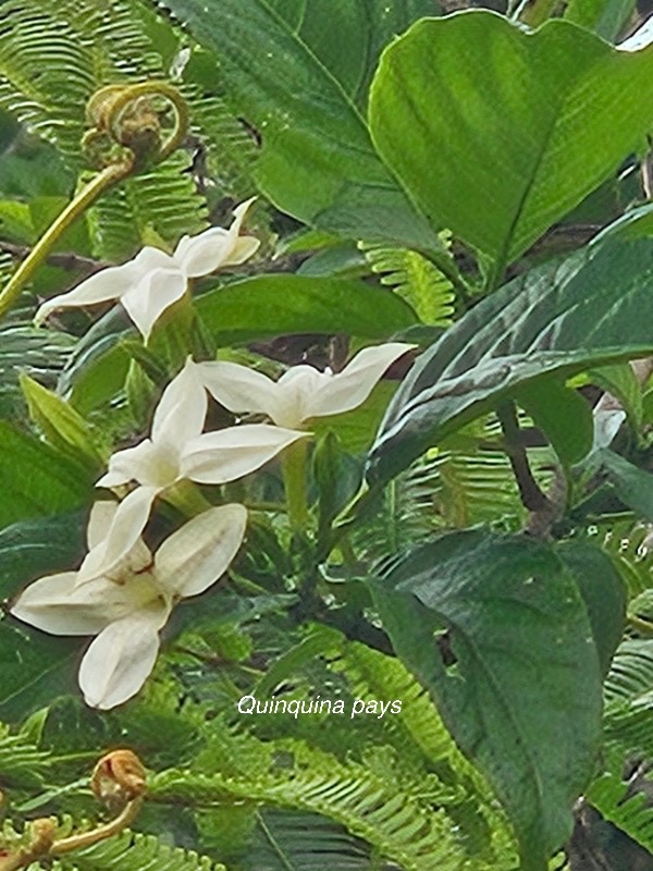 Bremeria ( Mussaenda) landia Quinquina pays Endémique La Réunion, Maurice 204.jpeg