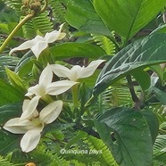 Bremeria ( Mussaenda) landia Quinquina pays Endémique La Réunion, Maurice 204.jpeg