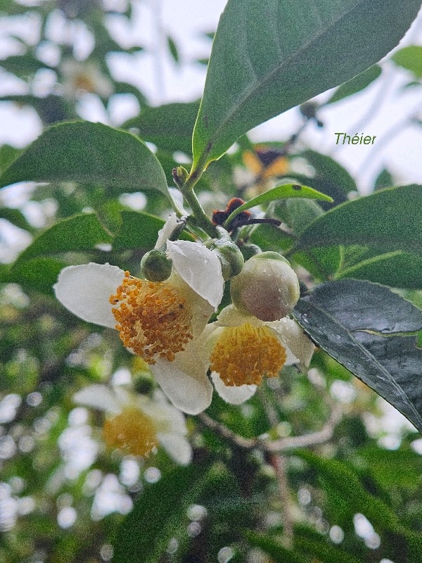 Camelia sinensis Théier Theaceae Asie du Sud Est 107.jpeg