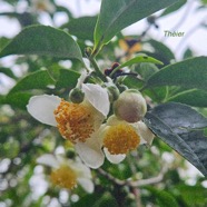 Camelia sinensis Théier Theaceae Asie du Sud Est 107.jpeg