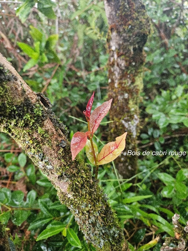 Casearia coriacea Bois de cabri rouge Salica ceae Endémique La Réunion, Maurice 41.jpeg