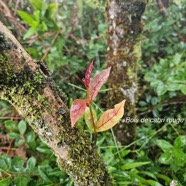 Casearia coriacea Bois de cabri rouge Salica ceae Endémique La Réunion, Maurice 41.jpeg