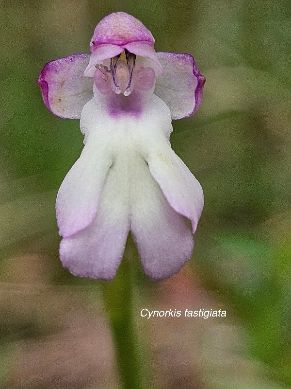 Cynorkis fastigiata Orchidacea e Indigène La Réunion 44.jpeg