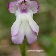 Cynorkis fastigiata Orchidacea e Indigène La Réunion 44.jpeg