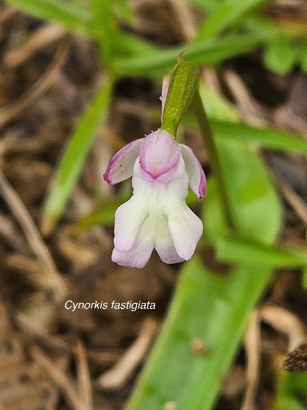 Cynorkis fastigiata Orchidacea e Indigène La Réunion 52.jpeg