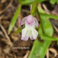 Cynorkis fastigiata Orchidacea e Indigène La Réunion 52.jpeg