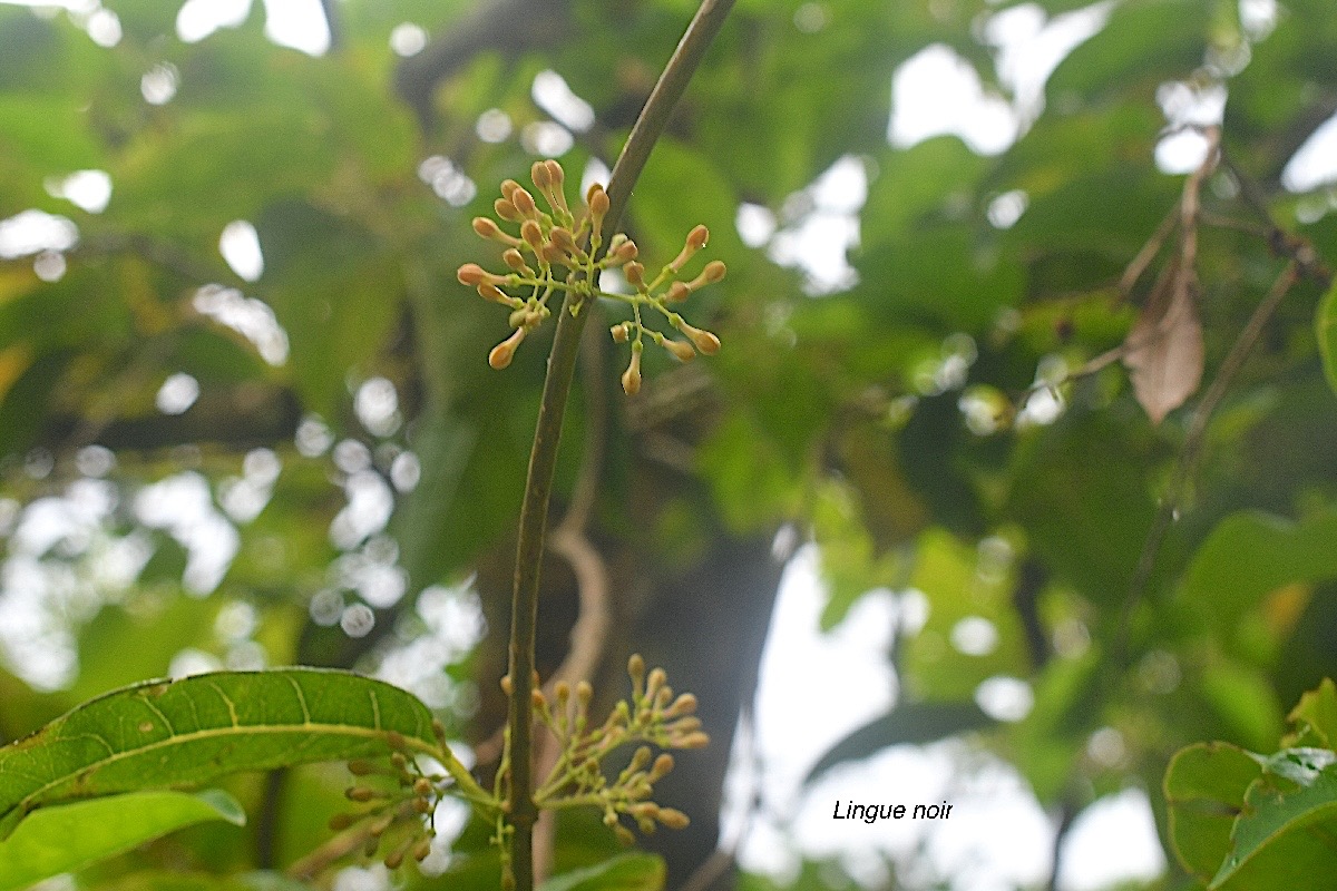 Danais fragrans Lingue noir Rubiac eae Indigène La Réunion 1801.jpeg