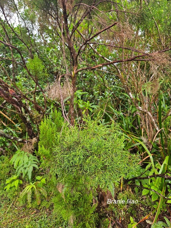 Erica arborescens Branle filao Erica ceae Endémique La Réunion 833.jpeg