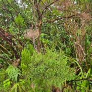 Erica arborescens Branle filao Erica ceae Endémique La Réunion 833.jpeg