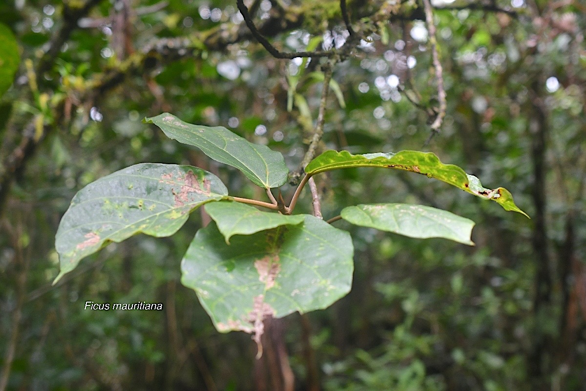 Ficus mauritiana Affouche rouge Moraceae  Endémique La Réunion , Maurice 1782.jpeg