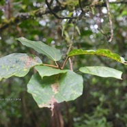 Ficus mauritiana Affouche rouge Moraceae  Endémique La Réunion , Maurice 1782.jpeg