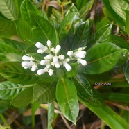 Gaertnera vaginata Losto cafe? Rubia ceae Endémique La Réunion 1769.jpeg