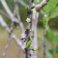 Geniostoma borbonicum Bois de piment Loganiac eae Endémique La Réunion, Maurice 1723.jpeg