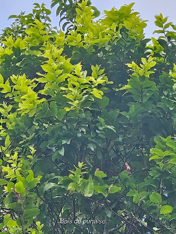 Grangeria borbonica Bois de punaise Chrysobala naceae Endémique La Réunion, Maurice 919.jpeg