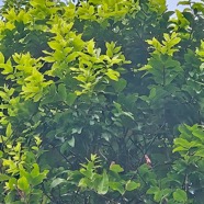 Grangeria borbonica Bois de punaise Chrysobala naceae Endémique La Réunion, Maurice 919.jpeg