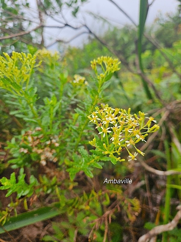 Hubertia ambavilla Ambaville Astertaceae Endémique La Réunion 56.jpeg