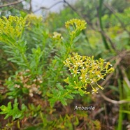 Hubertia ambavilla Ambaville Astertaceae Endémique La Réunion 56.jpeg