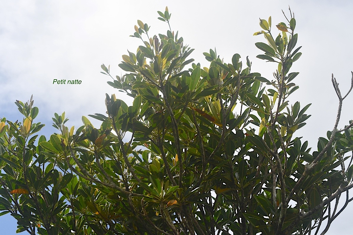 Labourdonnaisia calophylloides Petit natte Sapot aceae Endémique La Réunion, Maurice  1726.jpeg