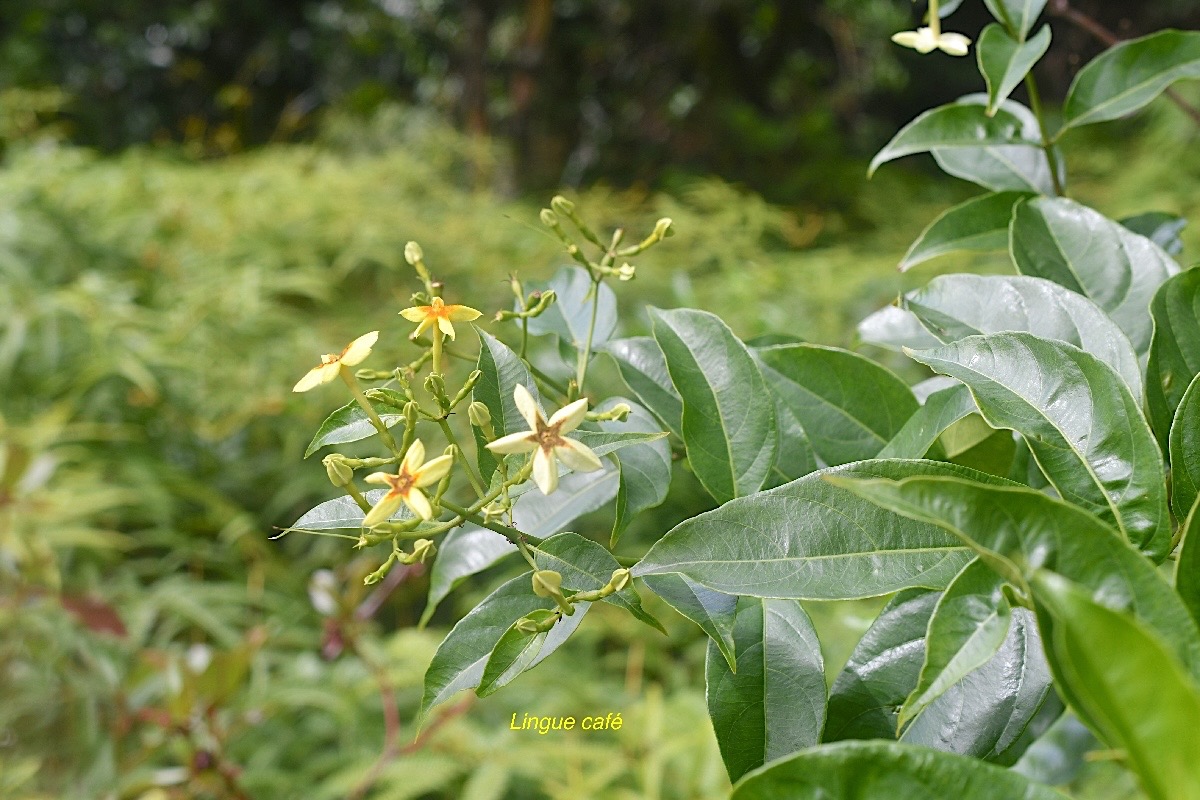 Mussaenda arcuata Lingue cafe? Rubia ceae Indigène La Réunion 1768.jpeg